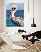 Pelican by Julie DeRice on GIANT ART - coastal photography