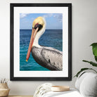 Pelican by Julie DeRice on GIANT ART - coastal photography