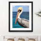 Pelican by Julie DeRice on GIANT ART - coastal photography
