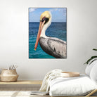 Pelican by Julie DeRice on GIANT ART - coastal photography