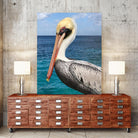 Pelican by Julie DeRice on GIANT ART - coastal photography