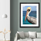 Pelican by Julie DeRice on GIANT ART - coastal photography