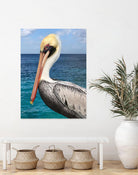 Pelican by Julie DeRice on GIANT ART - coastal photography