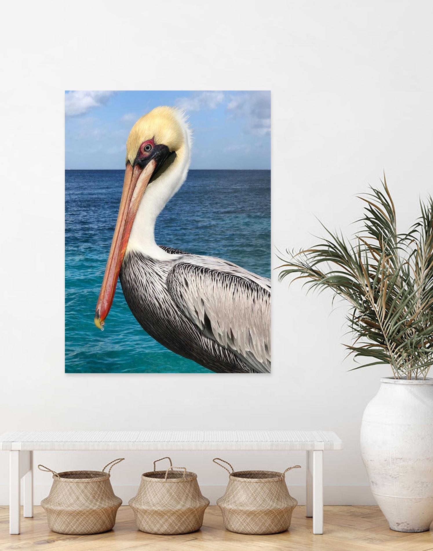 Pelican by Julie DeRice on GIANT ART - coastal photography