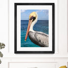 Pelican by Julie DeRice on GIANT ART - coastal photography