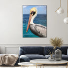 Pelican by Julie DeRice on GIANT ART - coastal photography