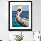Pelican by Julie DeRice on GIANT ART - coastal photography