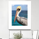 Pelican by Julie DeRice on GIANT ART - coastal photography