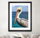 Pelican by Julie DeRice on GIANT ART - coastal photography