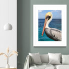 Pelican by Julie DeRice on GIANT ART - coastal photography
