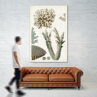 Coastal Curiosity VI by Unknown on GIANT ART - beige coastal & tropical sea