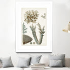 Coastal Curiosity VI by Unknown on GIANT ART - beige coastal & tropical sea