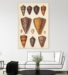 Antique Cone Shells I by Unknown on GIANT ART - orange beach