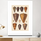 Antique Cone Shells I by Unknown on GIANT ART - orange beach