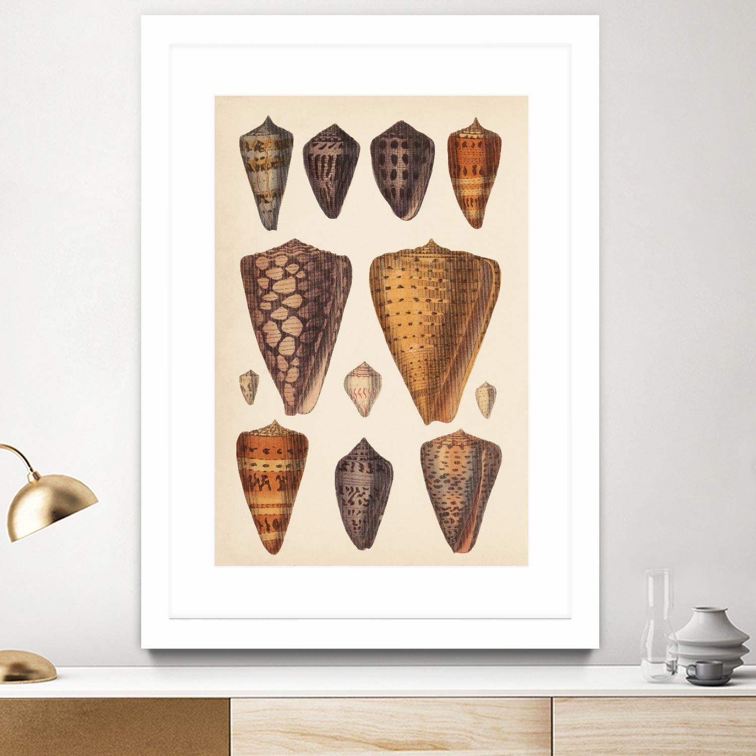 Antique Cone Shells I by Unknown on GIANT ART - orange beach