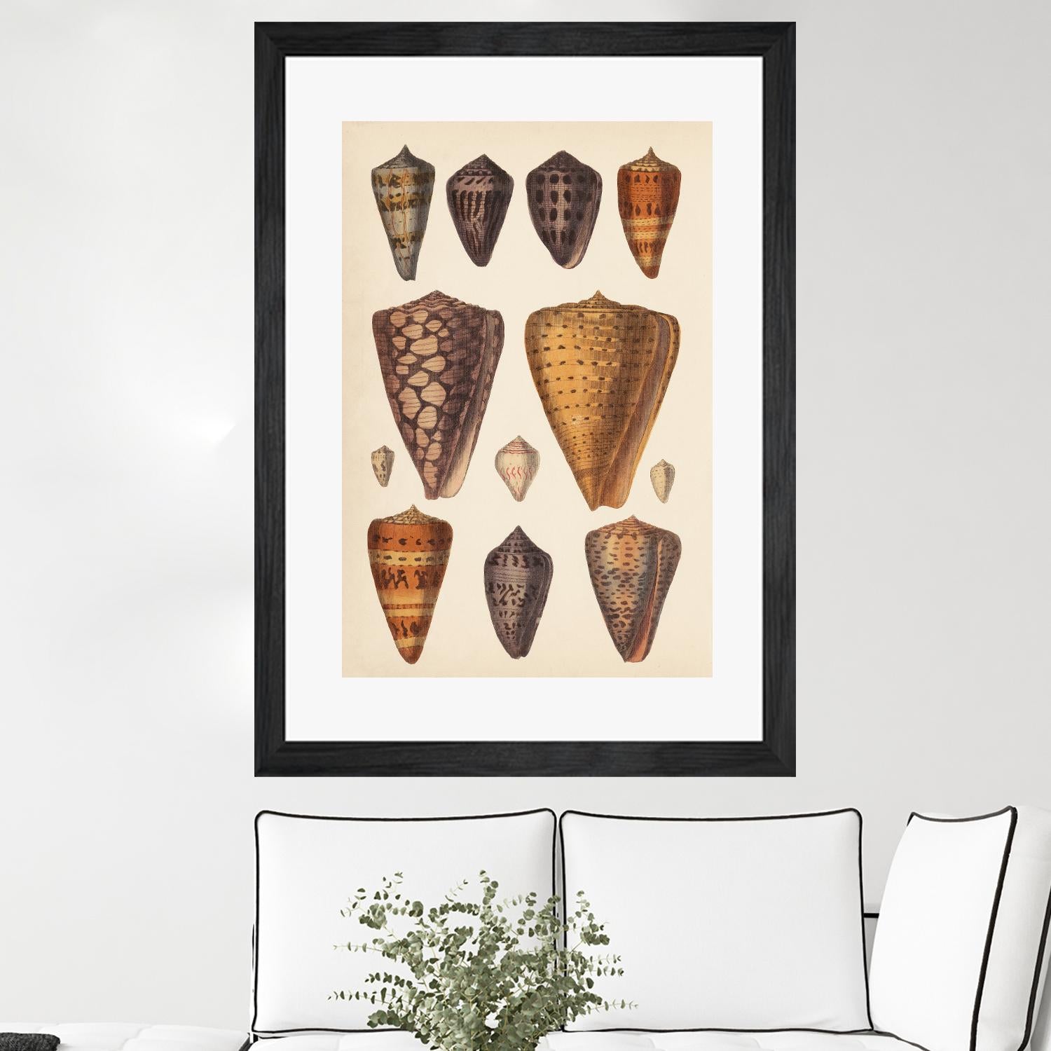 Antique Cone Shells I by Unknown on GIANT ART - orange beach