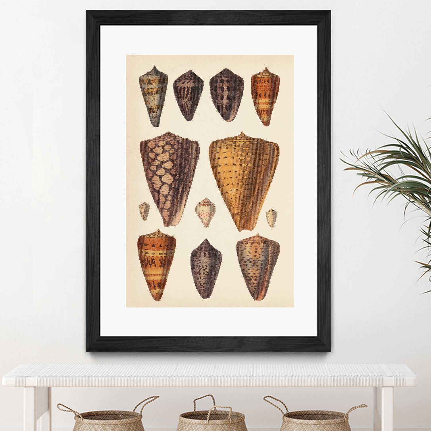 Antique Cone Shells I by Unknown on GIANT ART - orange beach
