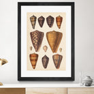 Antique Cone Shells I by Unknown on GIANT ART - orange beach