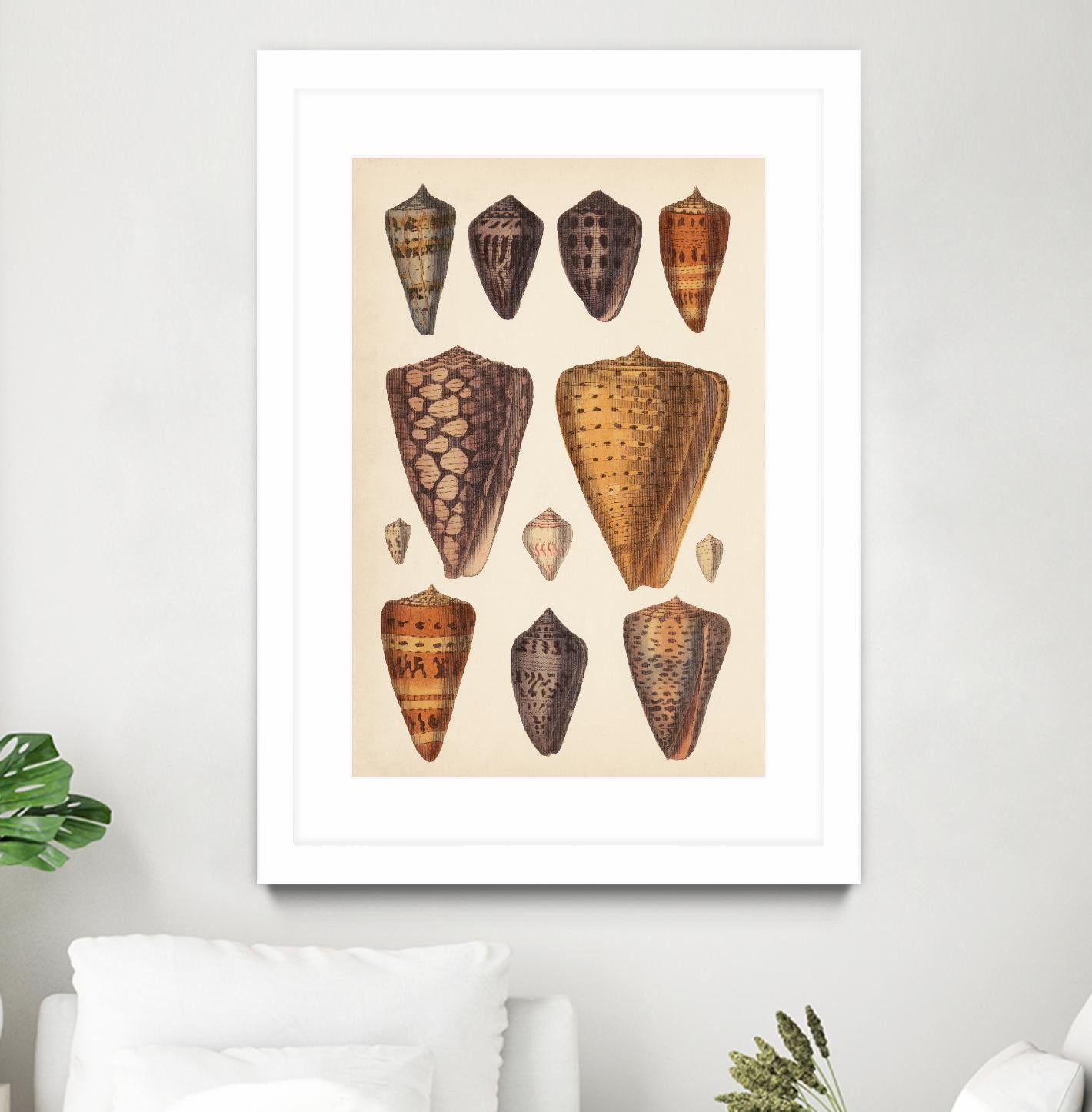 Antique Cone Shells I by Unknown on GIANT ART - orange beach