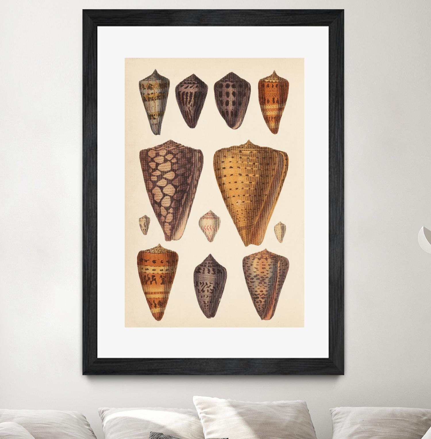 Antique Cone Shells I by Unknown on GIANT ART - orange beach