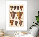 Antique Cone Shells I by Unknown on GIANT ART - orange beach