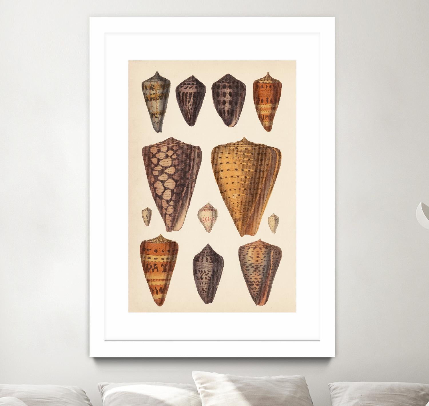Antique Cone Shells I by Unknown on GIANT ART - orange beach