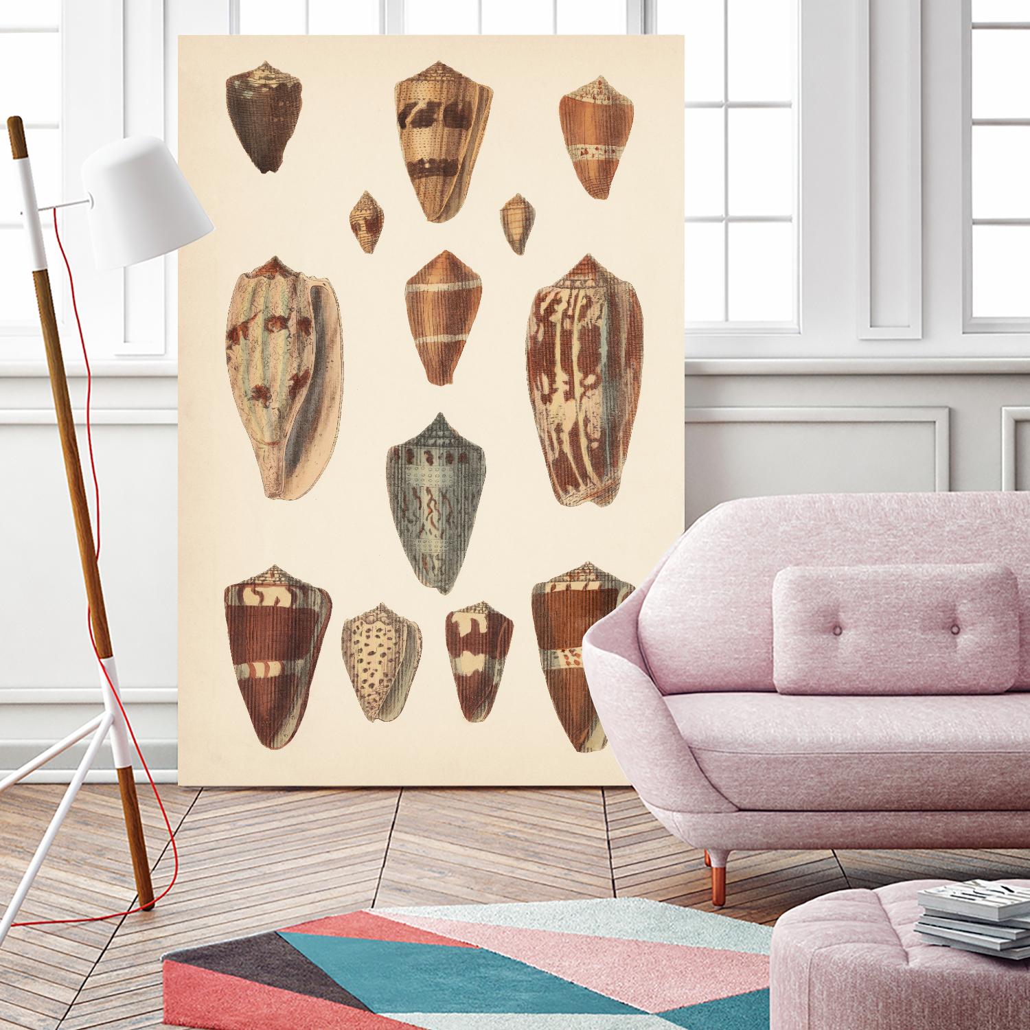 Antique Cone Shells II by Unknown on GIANT ART - beige  seashell 