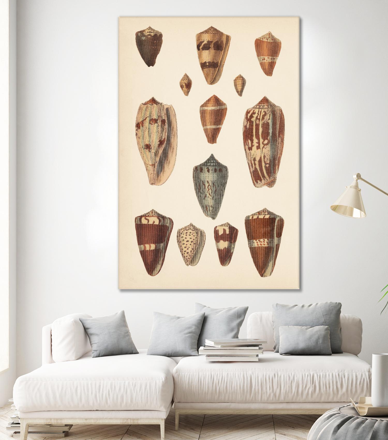 Antique Cone Shells II by Unknown on GIANT ART - beige  seashell 