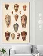 Antique Cone Shells II by Unknown on GIANT ART - beige  seashell 