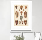 Antique Cone Shells II by Unknown on GIANT ART - beige  seashell 