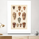 Antique Cone Shells II by Unknown on GIANT ART - beige  seashell 