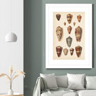 Antique Cone Shells II by Unknown on GIANT ART - beige  seashell 