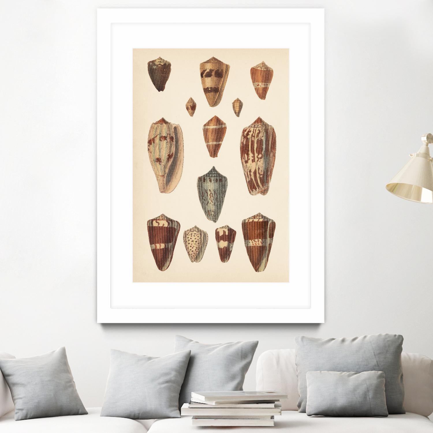 Antique Cone Shells II by Unknown on GIANT ART - beige  seashell 