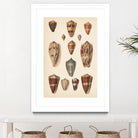 Antique Cone Shells II by Unknown on GIANT ART - beige  seashell 