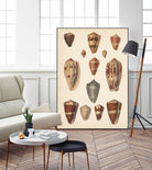 Antique Cone Shells II by Unknown on GIANT ART - beige  seashell 