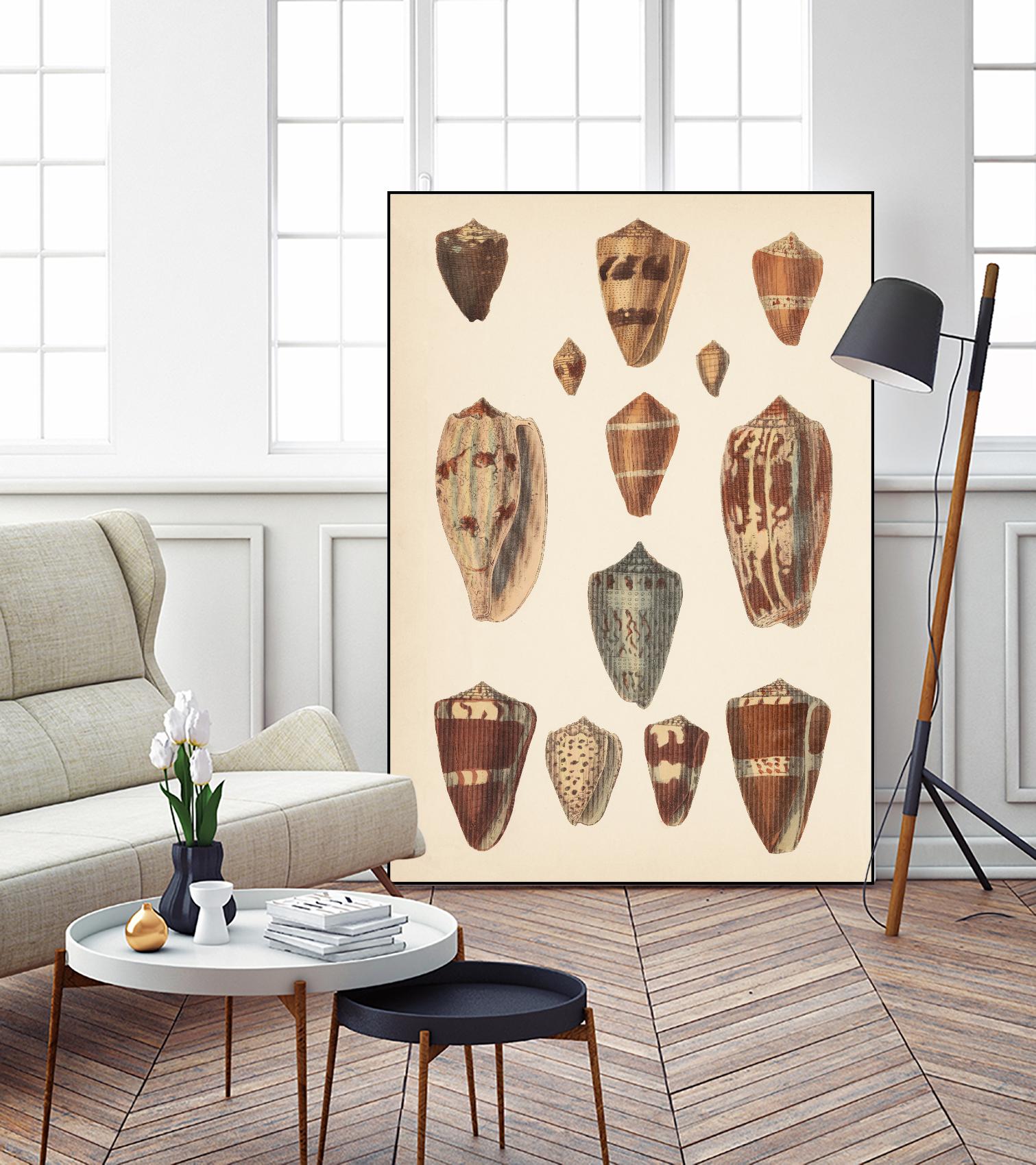 Antique Cone Shells II by Unknown on GIANT ART - beige  seashell 