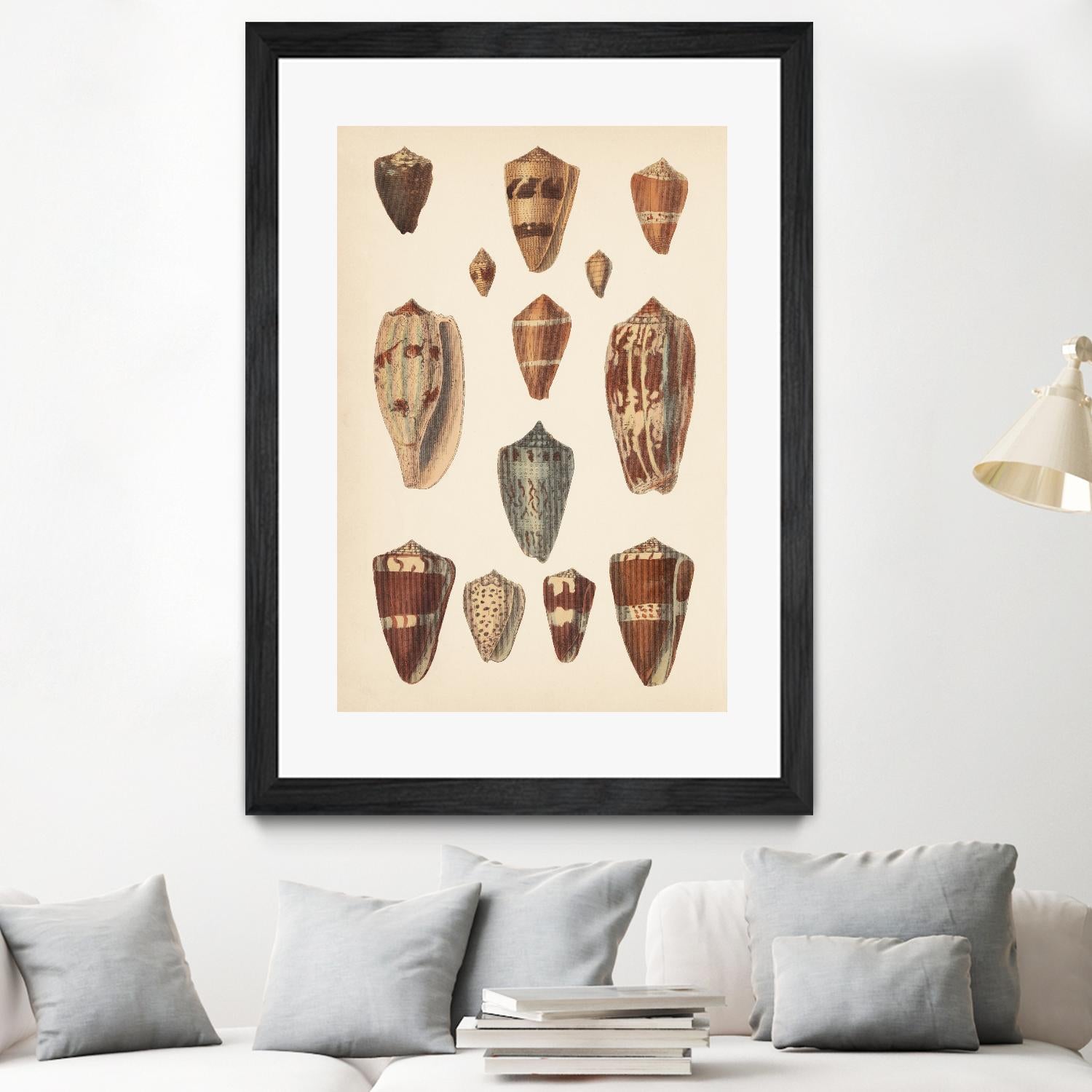 Antique Cone Shells II by Unknown on GIANT ART - beige  seashell 