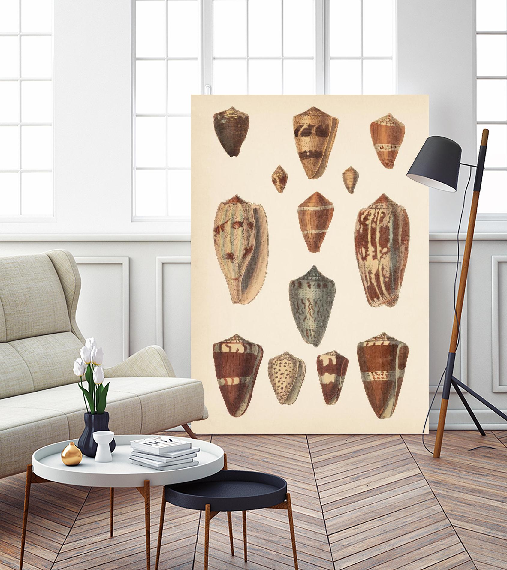 Antique Cone Shells II by Unknown on GIANT ART - beige  seashell 