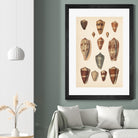 Antique Cone Shells II by Unknown on GIANT ART - beige  seashell 