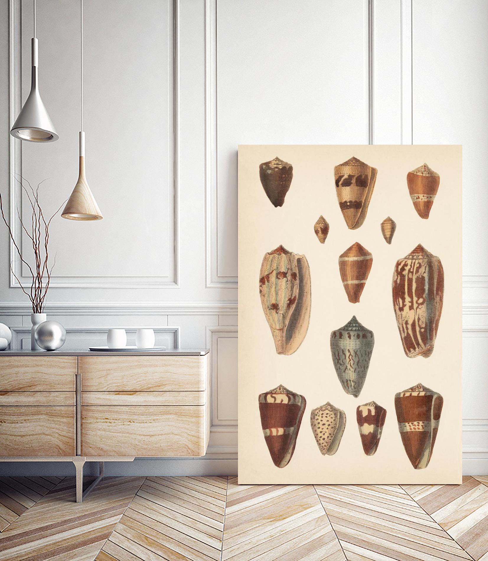 Antique Cone Shells II by Unknown on GIANT ART - beige  seashell 