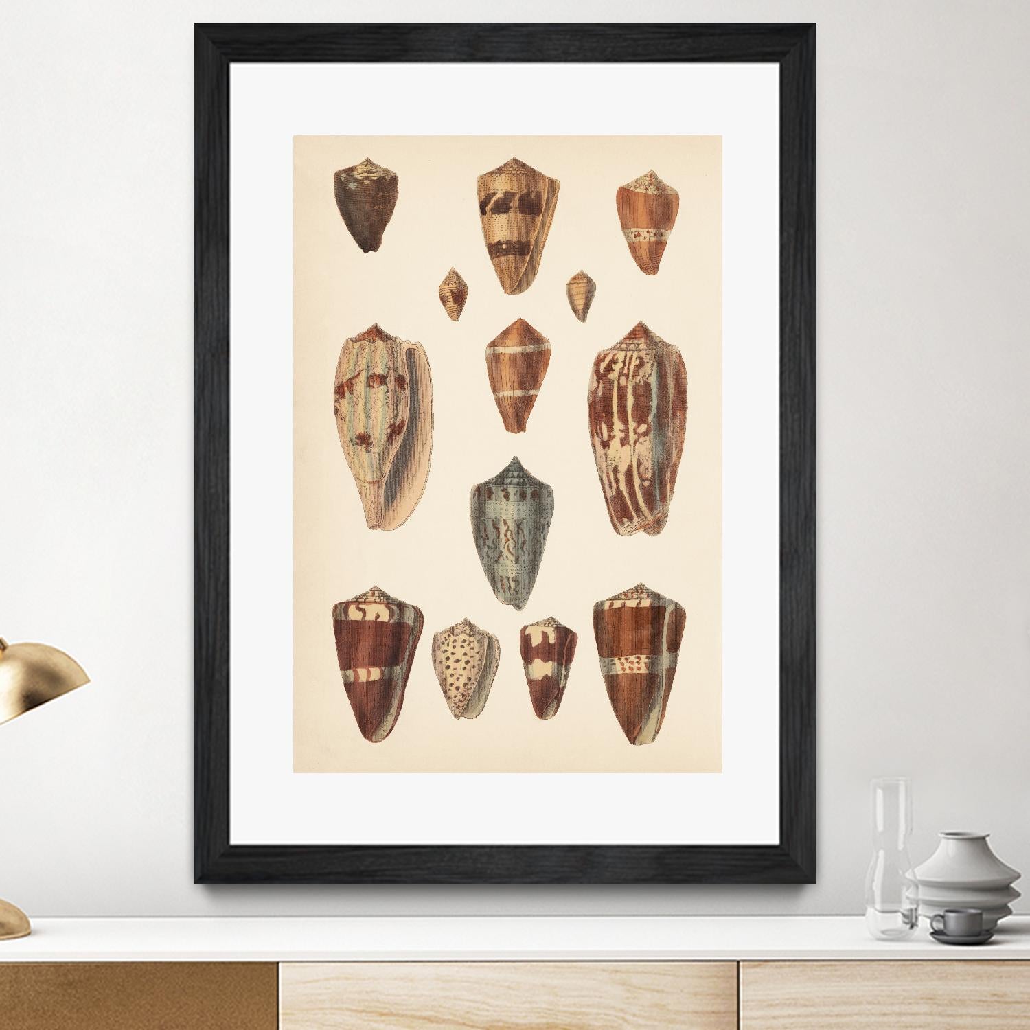 Antique Cone Shells II by Unknown on GIANT ART - beige  seashell 