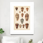 Antique Cone Shells II by Unknown on GIANT ART - beige  seashell 