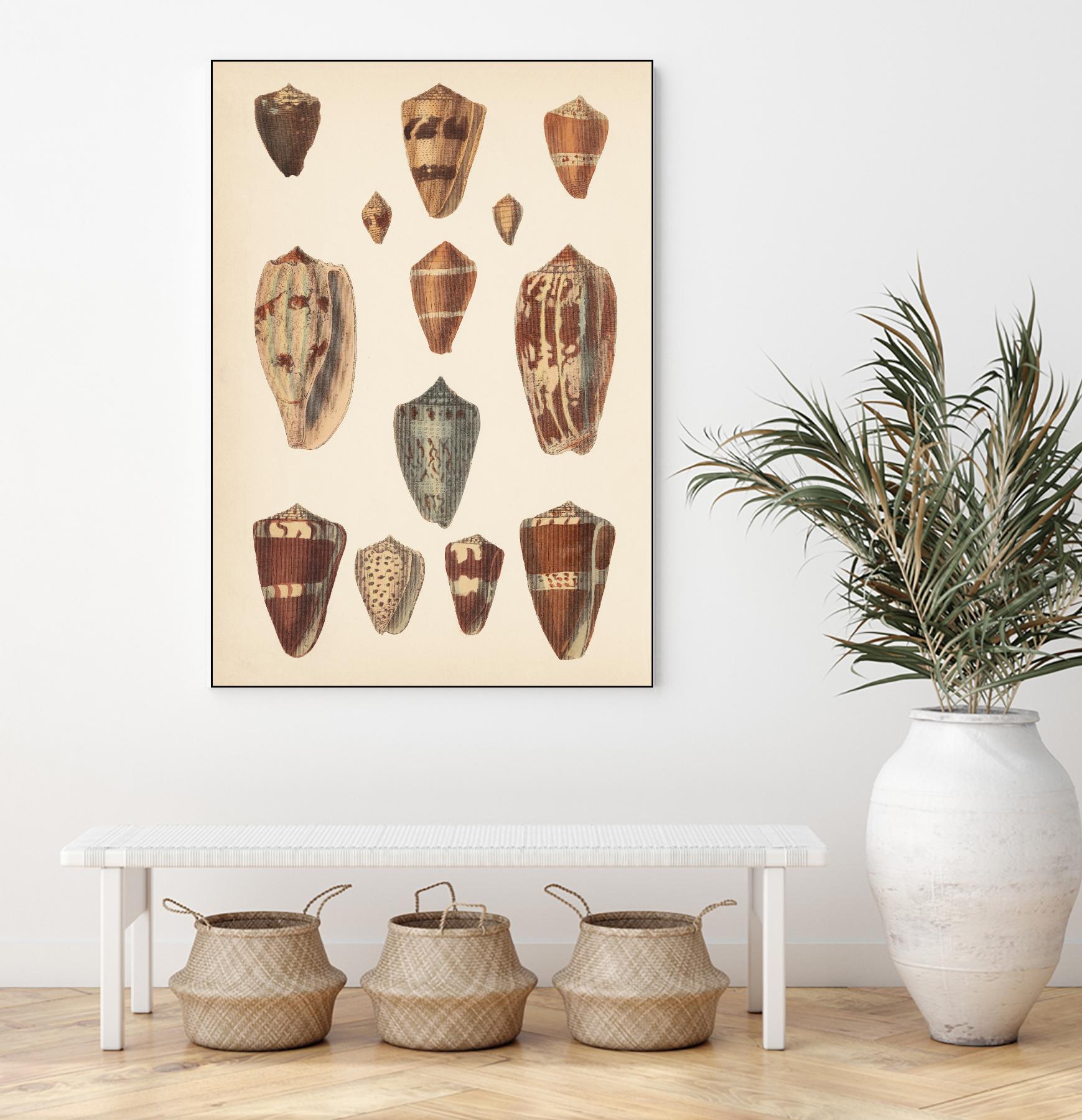 Antique Cone Shells II by Unknown on GIANT ART - beige  seashell 
