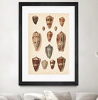 Antique Cone Shells II by Unknown on GIANT ART - beige  seashell 