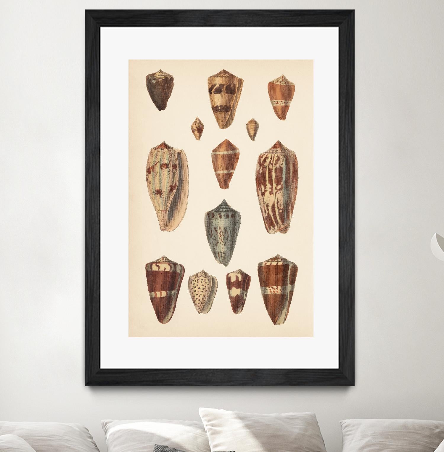 Antique Cone Shells II by Unknown on GIANT ART - beige  seashell 