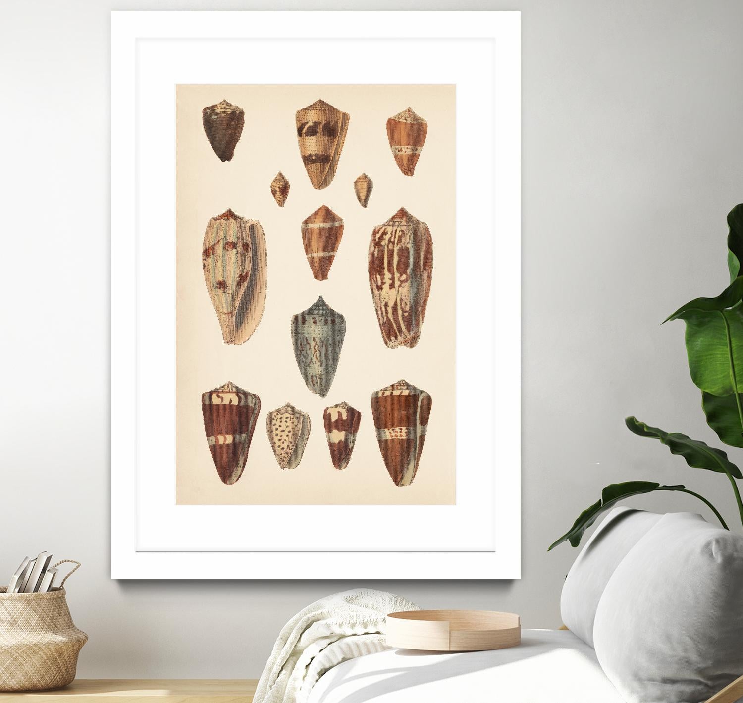 Antique Cone Shells II by Unknown on GIANT ART - beige  seashell 