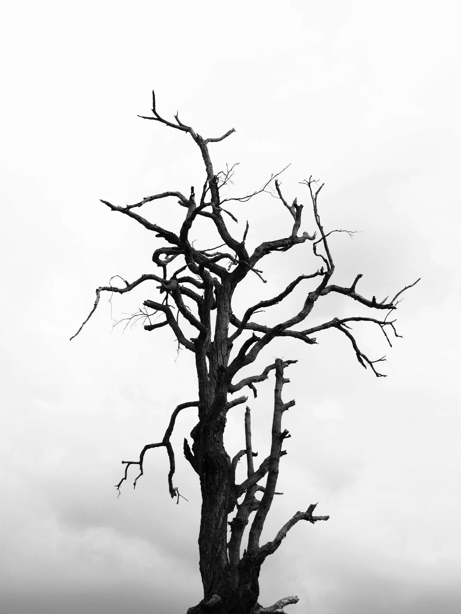 Dead tree by Pexels on GIANT ART - white trees