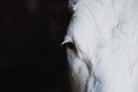 Marguerite by Pexels on GIANT ART - white animals