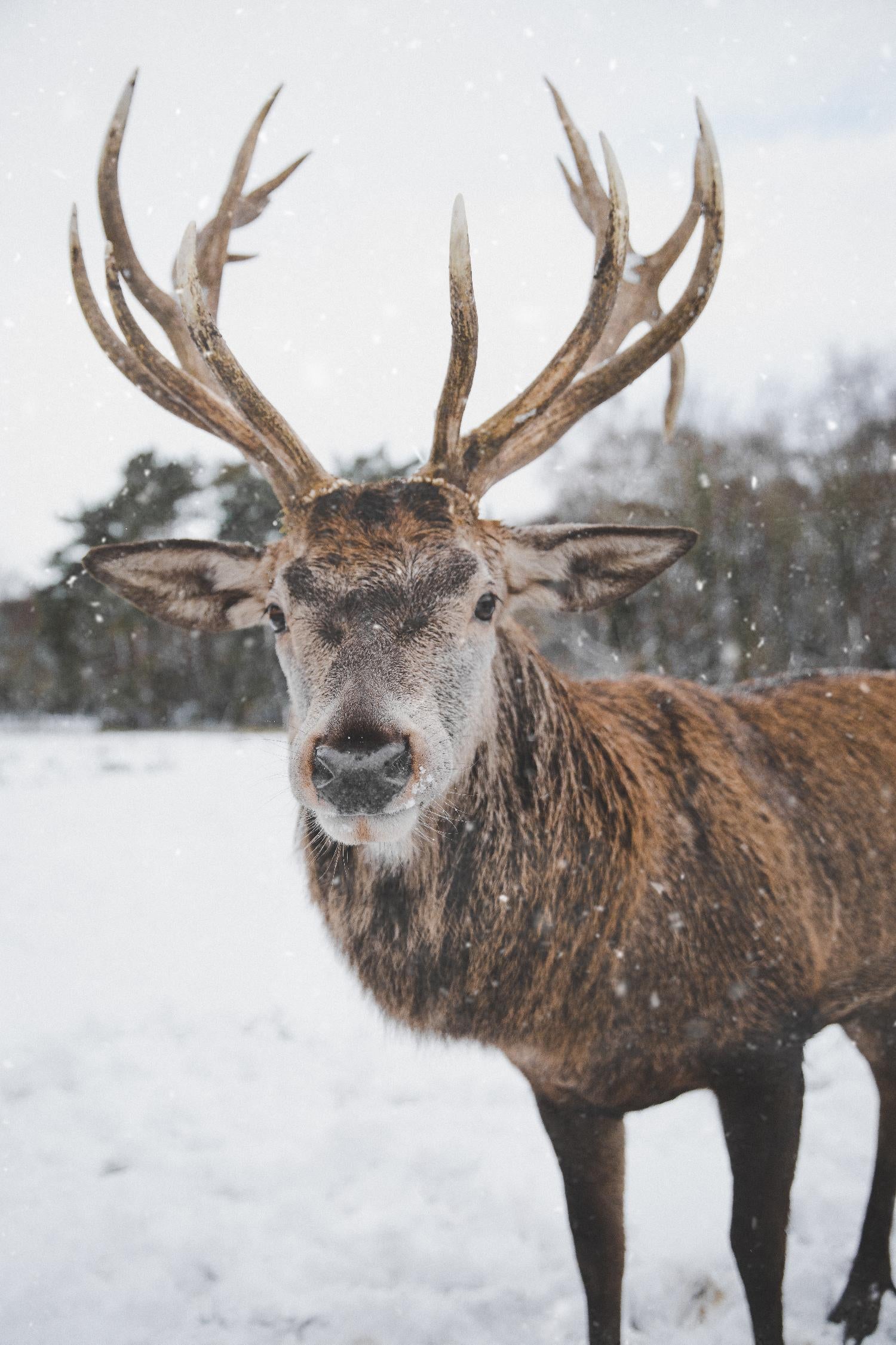 Deer by Pexels on GIANT ART - white animals