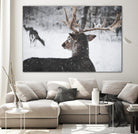 Deers by Pexels on GIANT ART - white animals